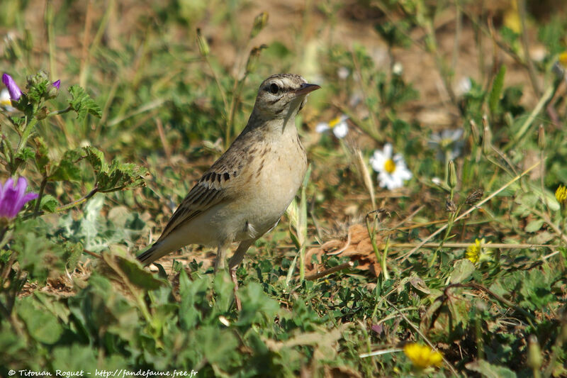 Tawny Pipit, identification