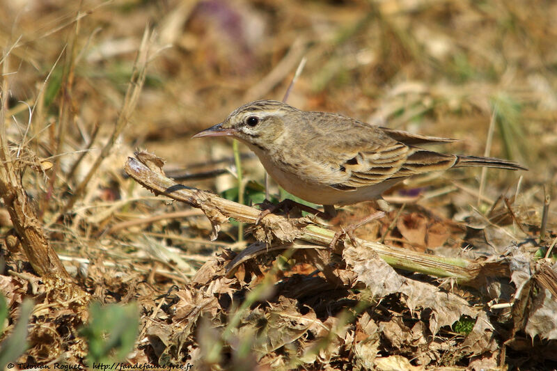 Tawny Pipit, identification