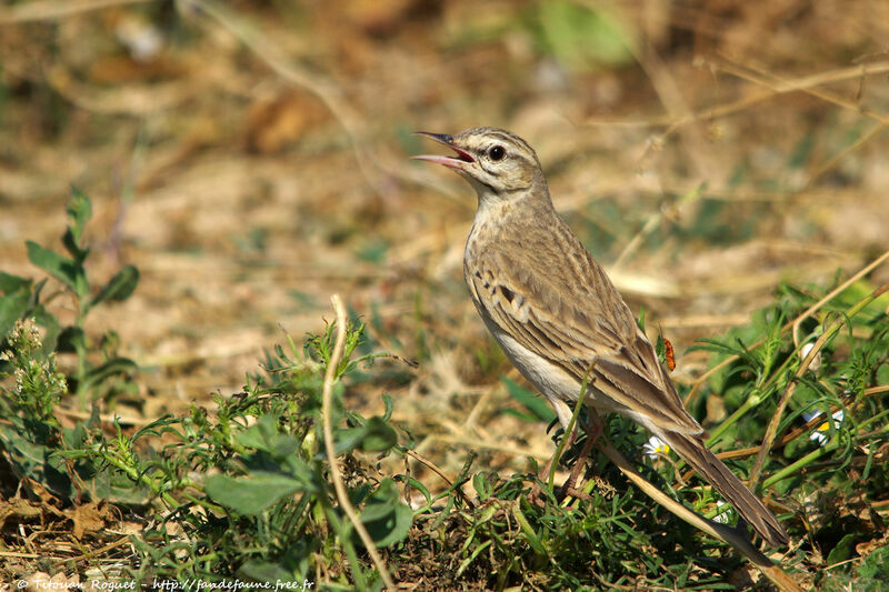 Tawny Pipit, identification