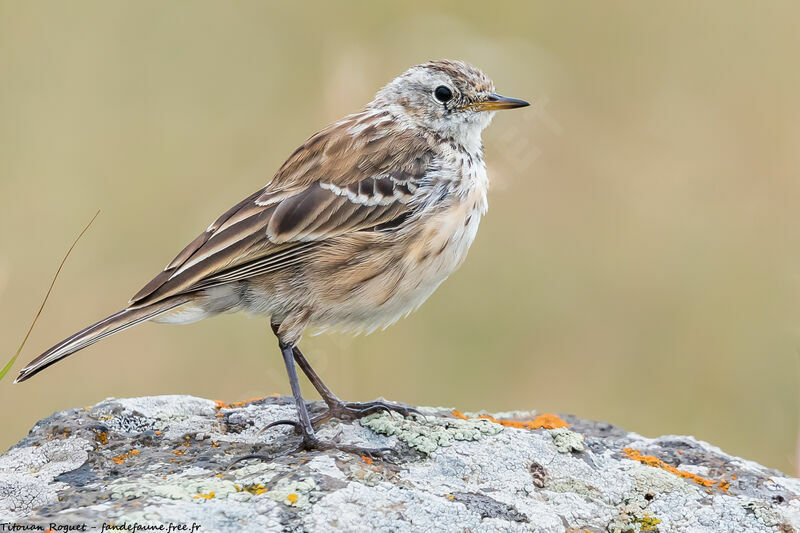 Water Pipit