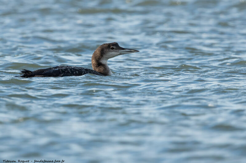 Common Loon