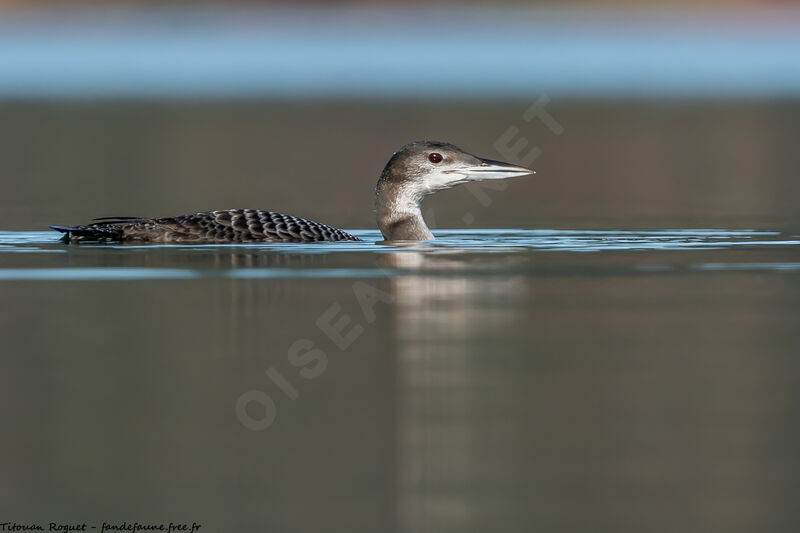 Common Loon