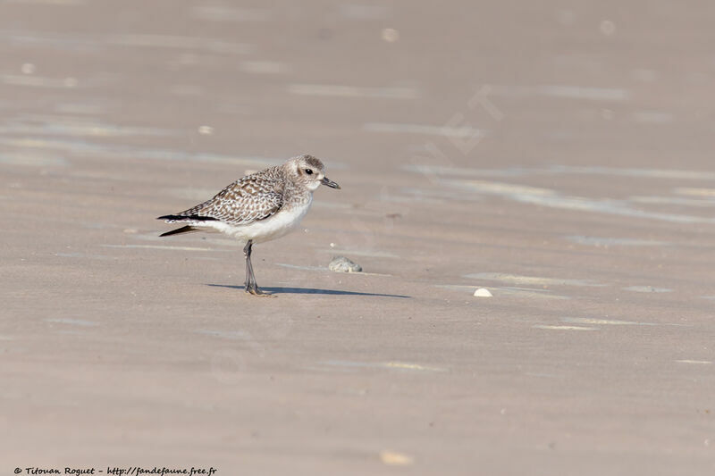 Grey Plover, identification