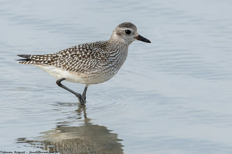 Grey Plover