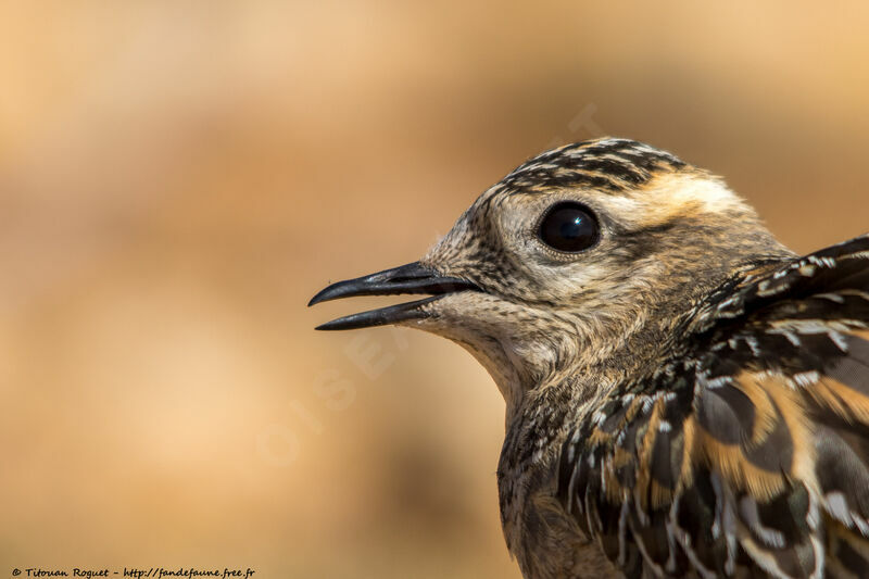 Eurasian DotterelFirst year, identification, close-up portrait