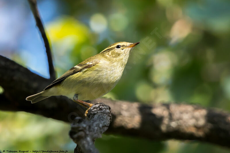 Yellow-browed Warbler, identification