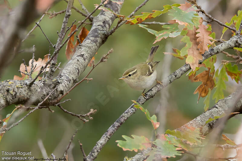 Yellow-browed Warbler, habitat, pigmentation, Behaviour