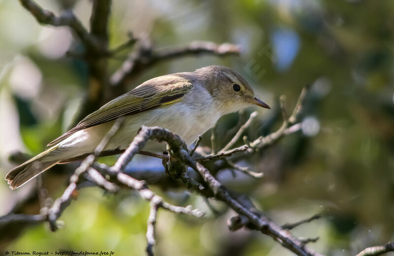 Pouillot de Bonelli, identification