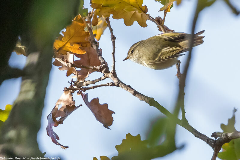 Hume's Leaf Warbler