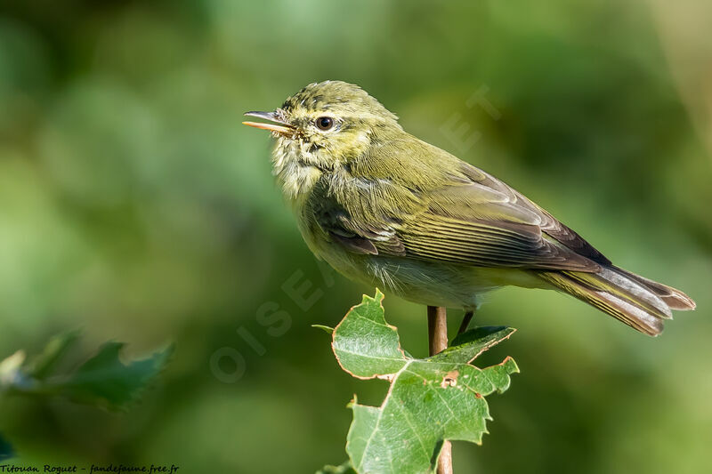 Green Warbler