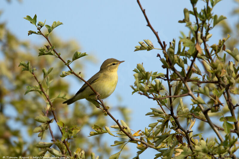 Pouillot fitis, identification