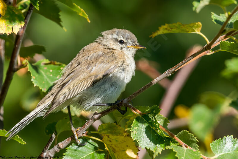 Mountain Chiffchaff