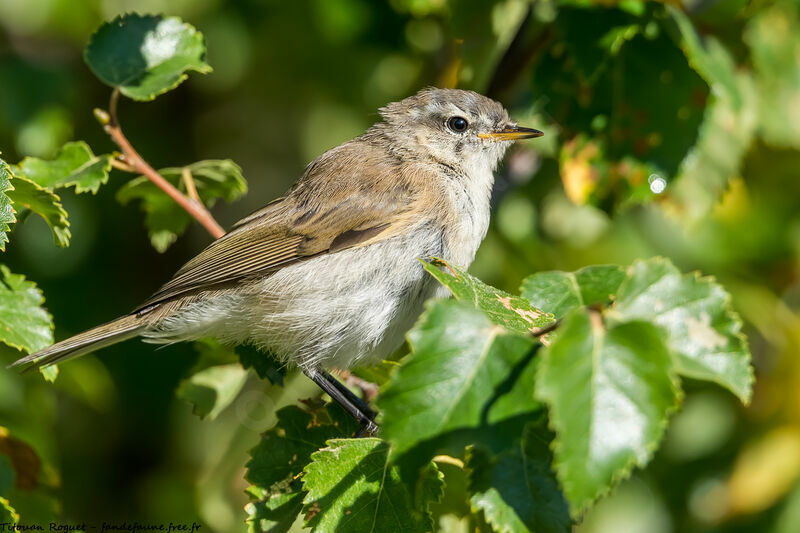 Mountain Chiffchaff