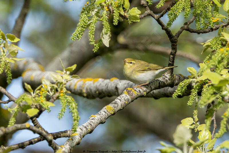 Wood Warbleradult breeding, identification