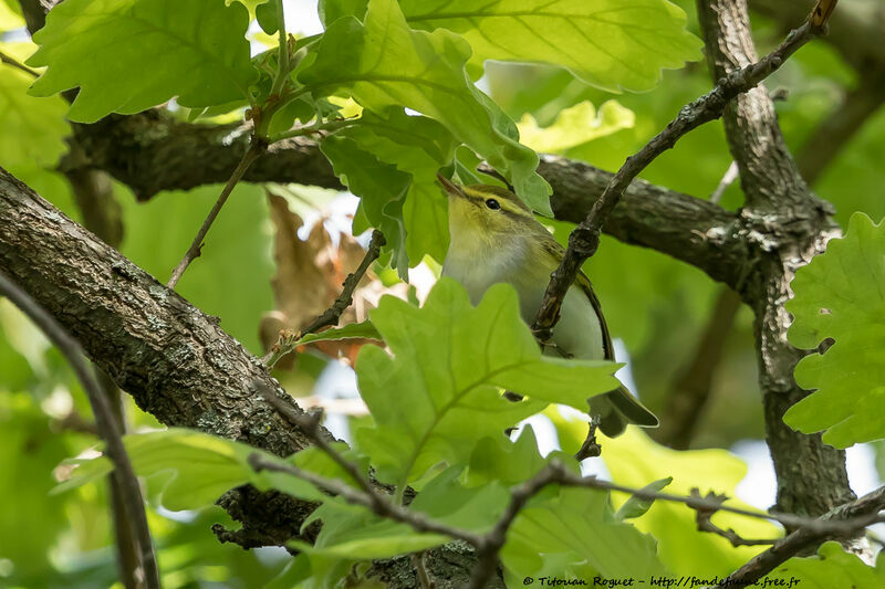 Wood Warbler