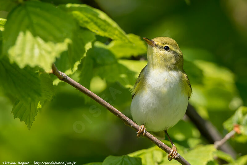 Wood Warbler