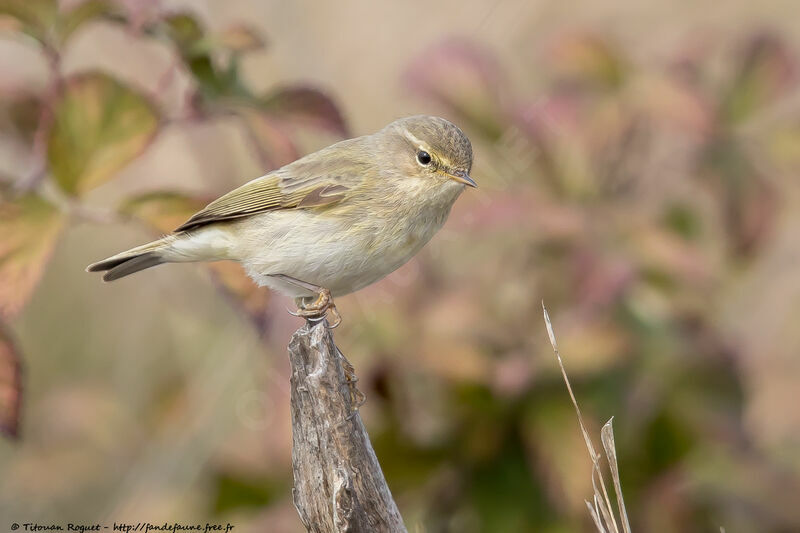 Common Chiffchaff, identification