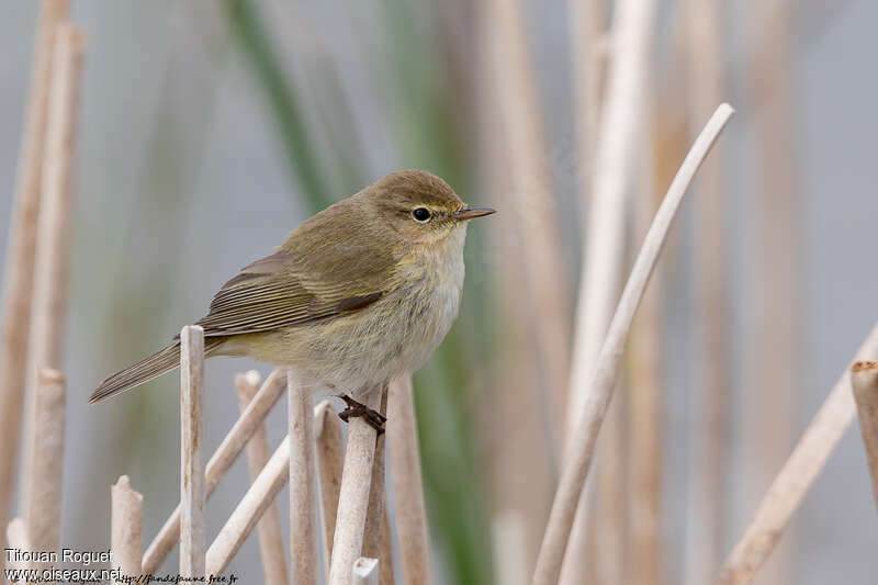 Pouillot véloceadulte, identification