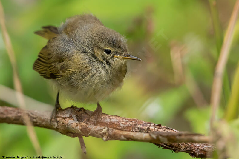 Common Chiffchaff