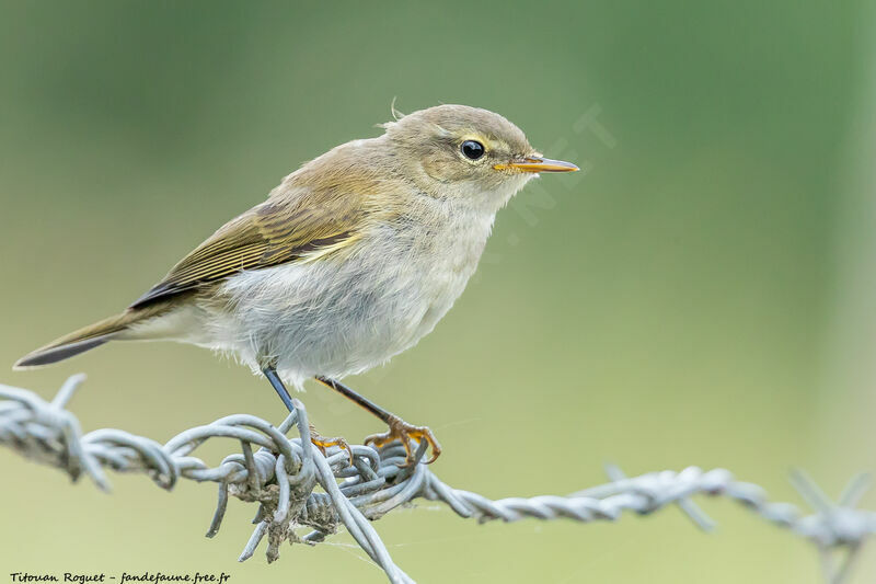 Common Chiffchaff