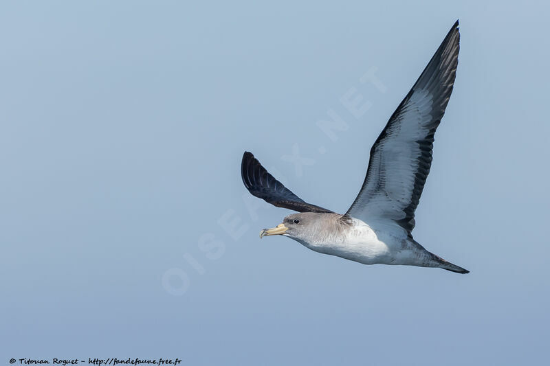 Cory's Shearwater