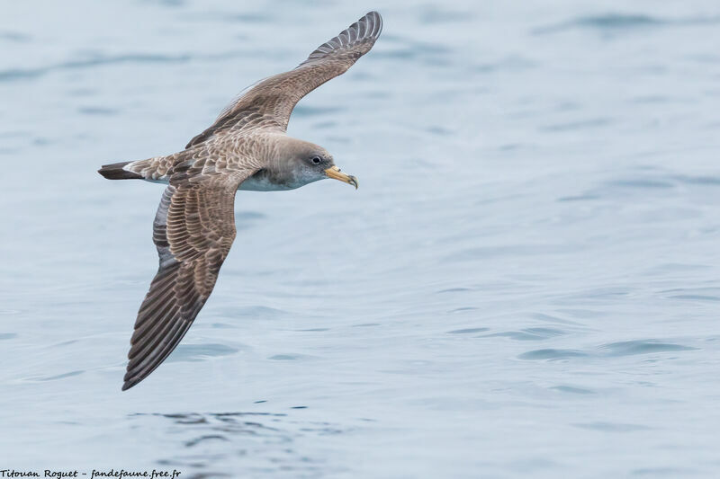 Cory's Shearwater