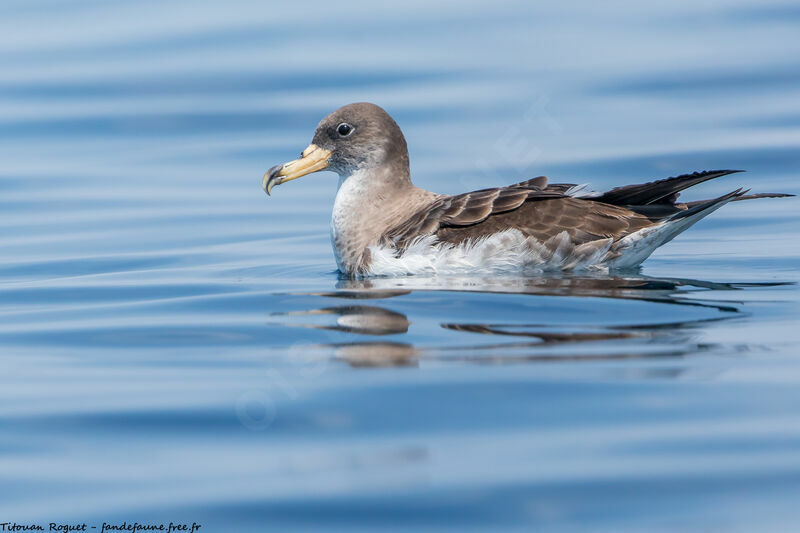 Cory's Shearwater