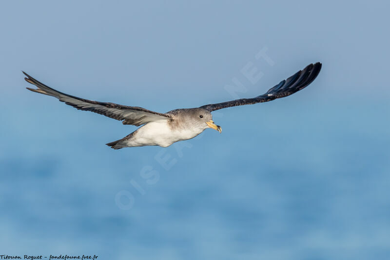 Scopoli's Shearwater