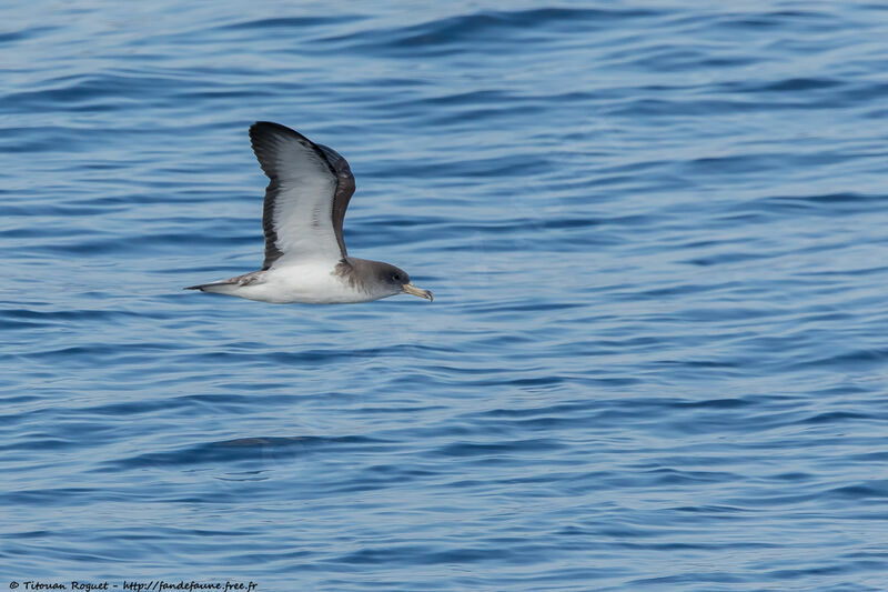 Scopoli's Shearwater, Flight