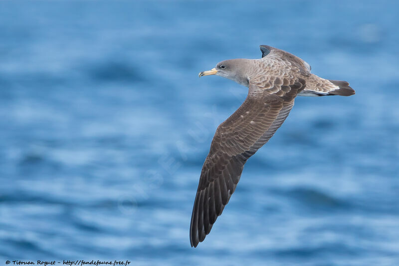 Scopoli's Shearwater, Flight