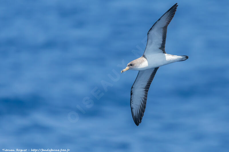 Scopoli's Shearwater