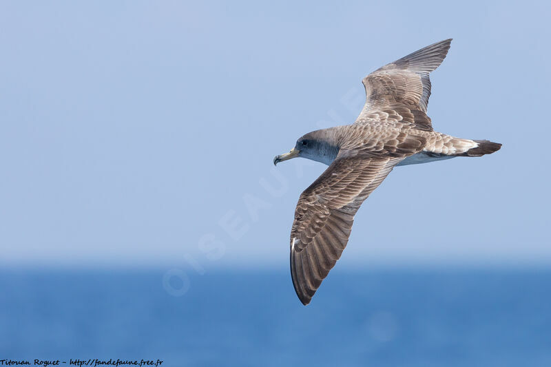 Scopoli's Shearwater