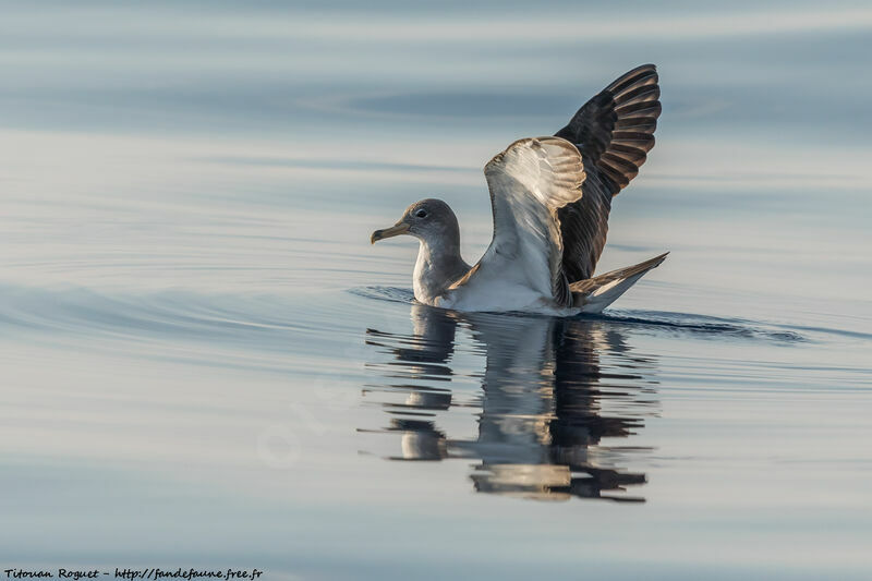 Scopoli's Shearwater