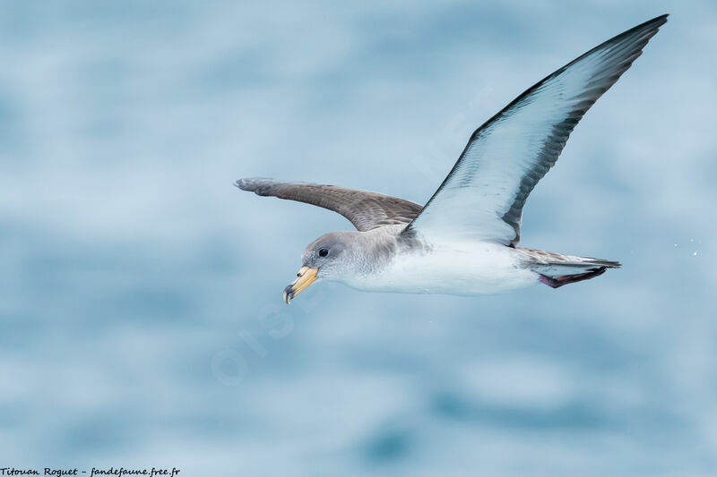 Scopoli's Shearwater