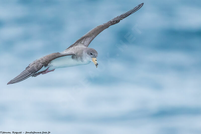 Scopoli's Shearwater