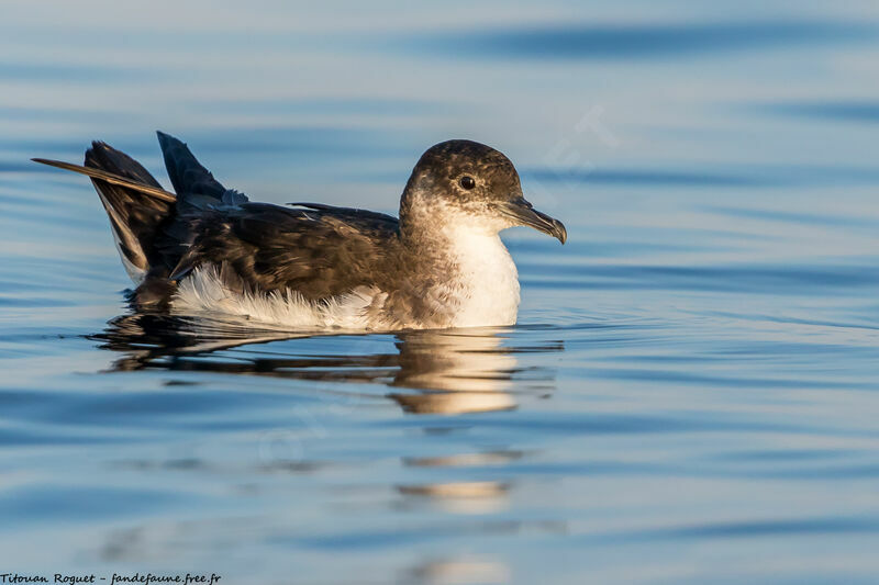 Manx Shearwater