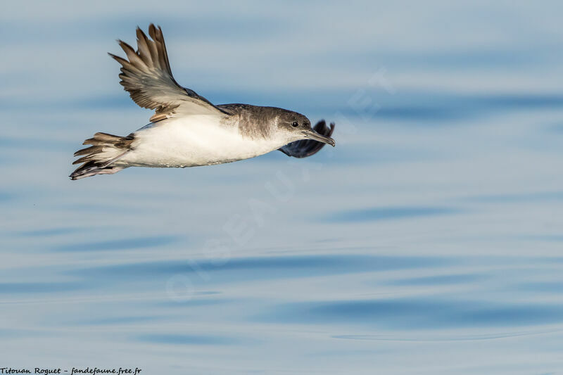 Puffin des Anglais