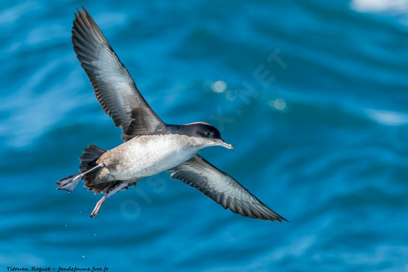 Puffin des Baléares