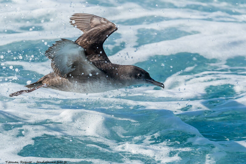 Balearic Shearwater