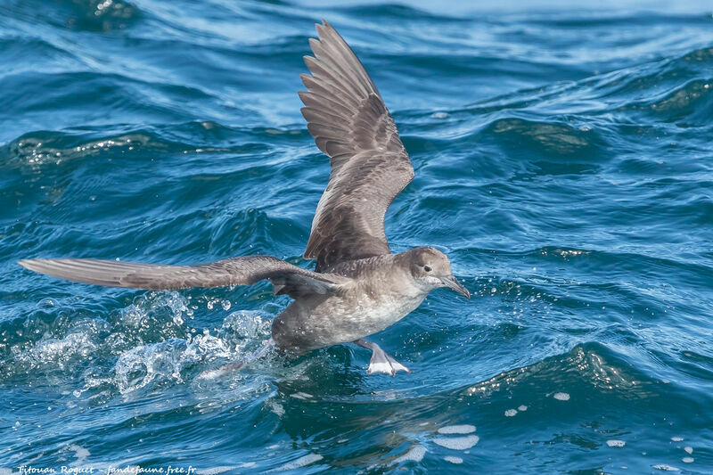 Puffin des Baléares