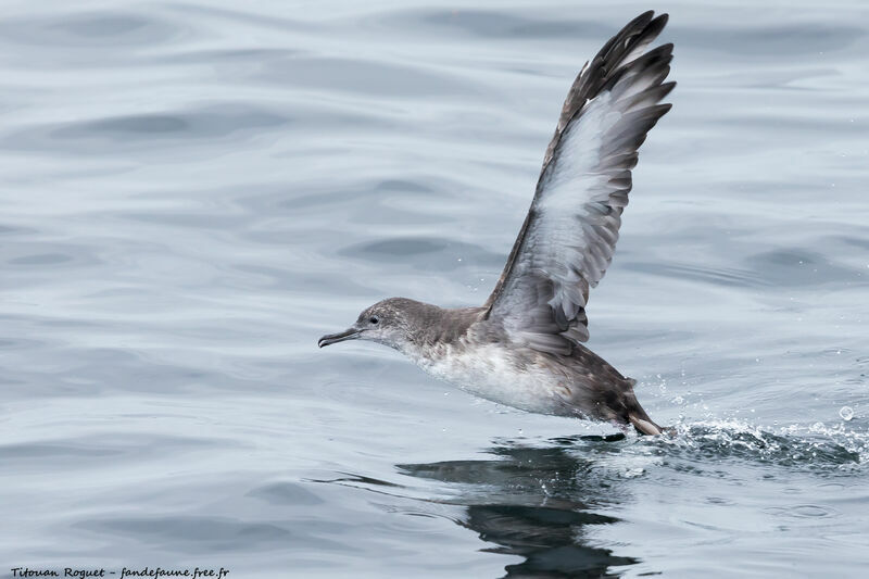 Balearic Shearwater