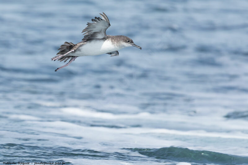 Balearic Shearwater