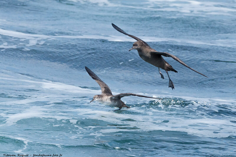 Puffin fuligineux