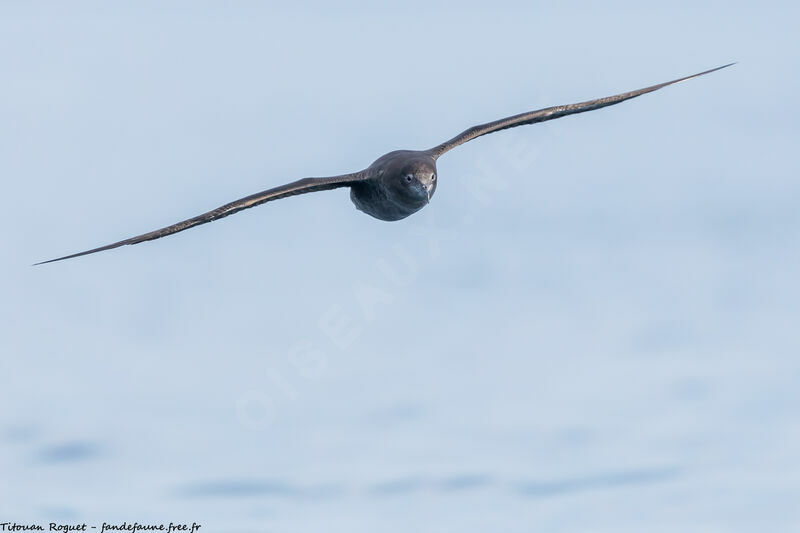 Sooty Shearwater