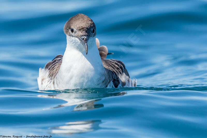 Great Shearwater