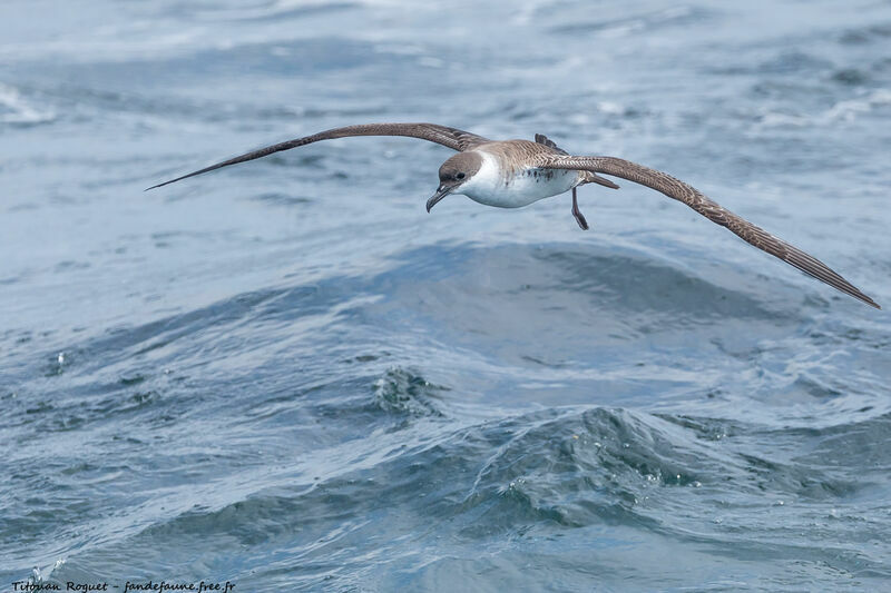 Great Shearwater