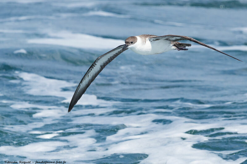 Great Shearwater