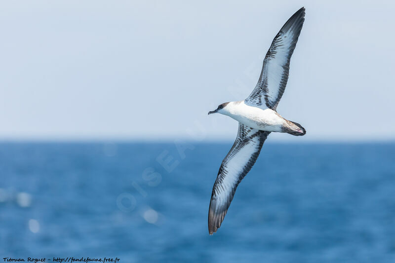 Great Shearwater