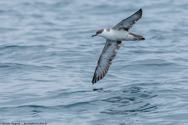 Great Shearwater