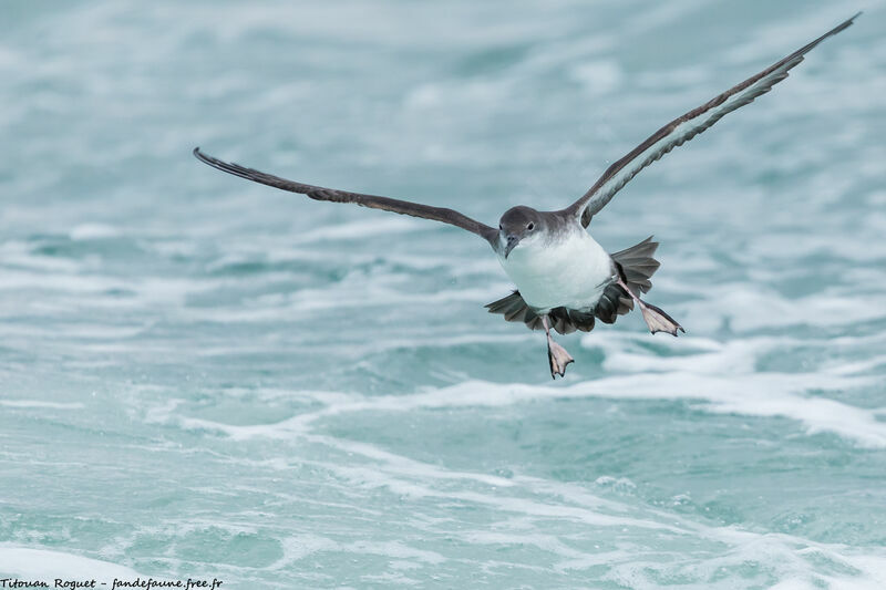 Yelkouan Shearwater